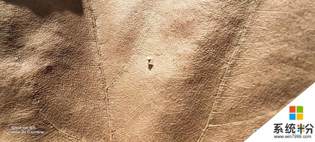 vivoS5上手評測:為美而生,與美同在(26)