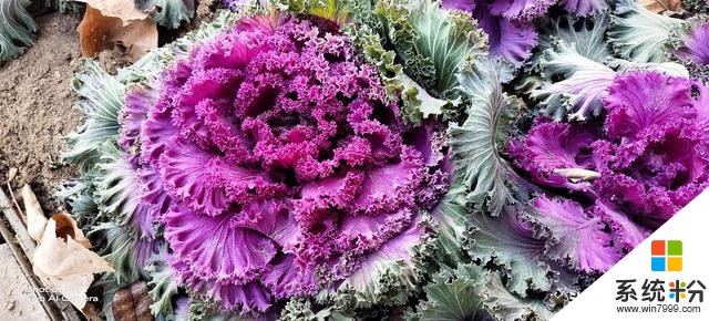 vivoS5上手評測:為美而生,與美同在(27)