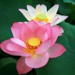月魘一待知名